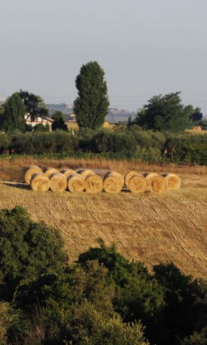 Borgo Testa di Lepre Comune di Fiumicino -ROMA