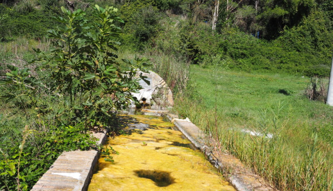 Fontanili della Campagna Romana- Fontanile della Carosara Azienda Agricola Castel di Guido