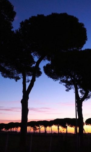 Pini della Campagna Romana