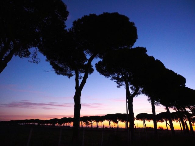 Pini della Campagna Romana