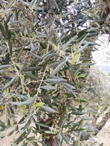 Castelnuovo di Farfa (RI)-Azienda Agricola Il Cervo Rampante