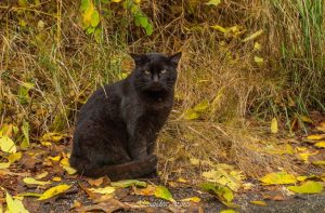 gattone della colonia felina Zodiaco