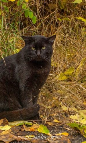 gattone della colonia felina Zodiaco