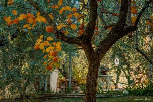 Alessandra FINITI “Novembre in SABINA”