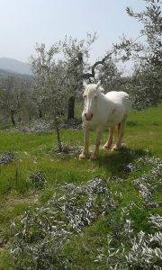 Agricola Biologica LAURA PETROCCHI