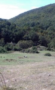 Salisano : Osteria Fatucchi XVI sec. Mucche al pascolo , Sullo sfondo il monte Tancia.