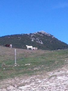 Salisano : Osteria Fatucchi XVI sec. Mucche al pascolo , Sullo sfondo il monte Tancia.