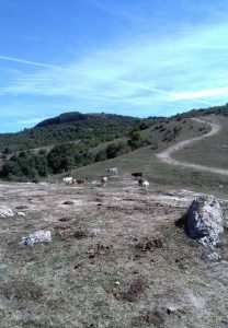 Salisano : Osteria Fatucchi XVI sec. Mucche al pascolo , Sullo sfondo il monte Tancia.