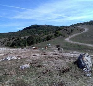 Salisano : Osteria Fatucchi XVI sec. Mucche al pascolo , Sullo sfondo il monte Tancia.