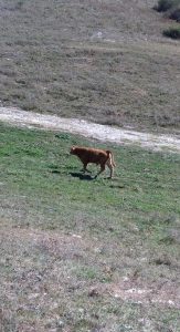 Salisano : Osteria Fatucchi XVI sec. Mucche al pascolo , Sullo sfondo il monte Tancia.
