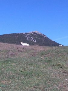 Salisano : Osteria Fatucchi XVI sec. Mucche al pascolo , Sullo sfondo il monte Tancia.