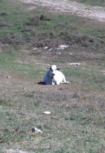 Salisano : Osteria Fatucchi XVI sec. Mucche al pascolo , Sullo sfondo il monte Tancia.