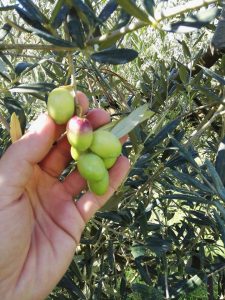 Castelnuovo di Farfa (RI)-Azienda Agricola Il Cervo Rampante