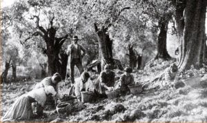 Foto di FILIPPO ROCCI –La Sabina Immagini di vita rurale, ritratti di contadini.