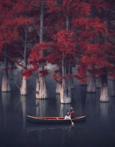 RUSSIA-La foresta rossa 