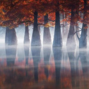 RUSSIA-La foresta rossa 