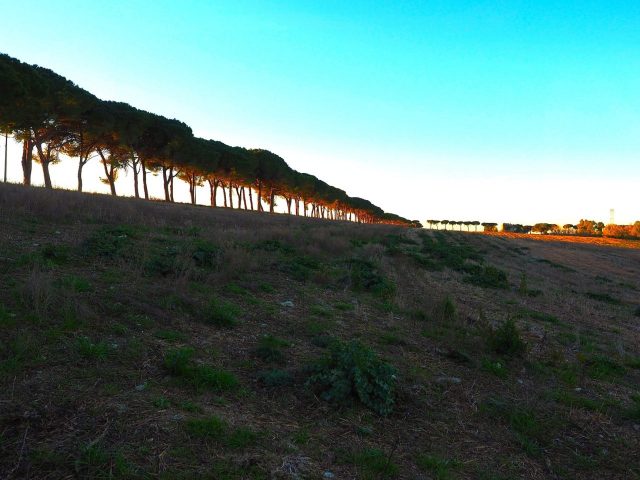 Foto di Franco Leggeri- Campagna Romana Viale dei pini Torre della BOTTACCIA-