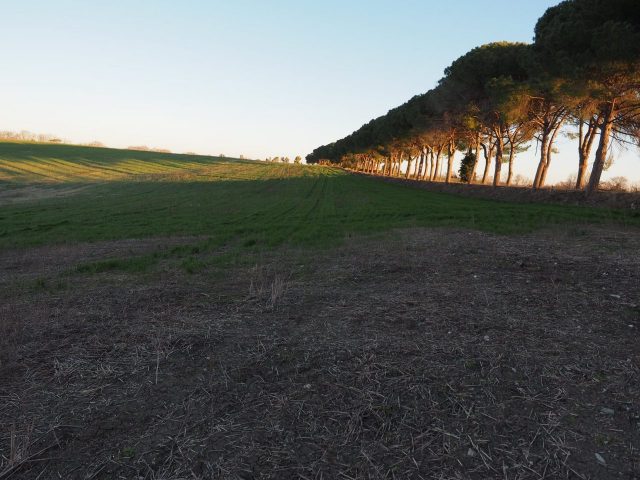 Foto di Franco Leggeri- Campagna Romana Viale dei pini Torre della BOTTACCIA-