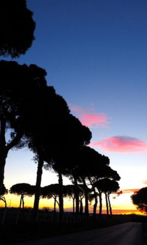 Foto di Franco Leggeri- Campagna Romana Viale dei pini Torre della BOTTACCIA-
