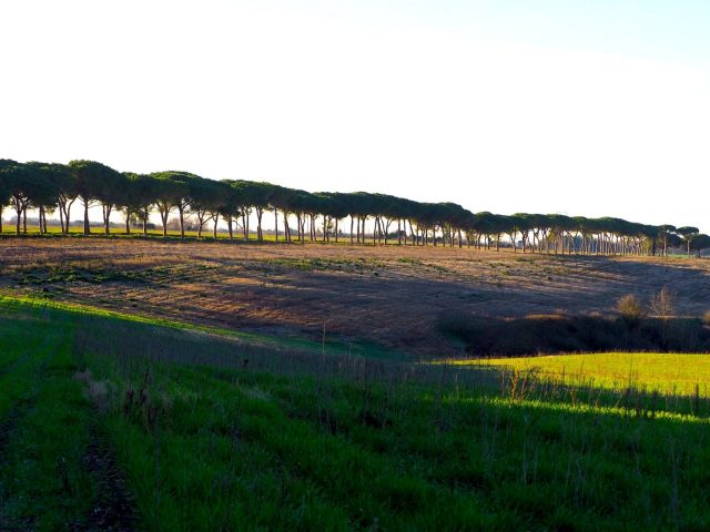 Foto di Franco Leggeri- Campagna Romana Viale dei pini Torre della BOTTACCIA-