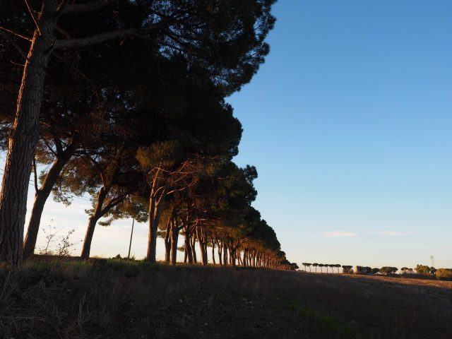 Foto di Franco Leggeri- Campagna Romana Viale dei pini Torre della BOTTACCIA-