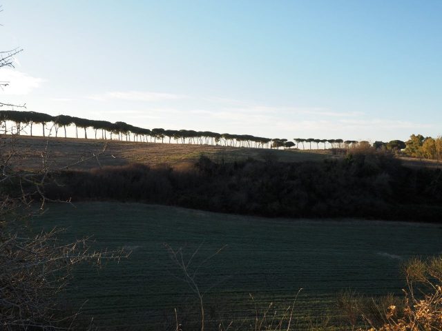 Foto di Franco Leggeri- Campagna Romana Viale dei pini Torre della BOTTACCIA-
