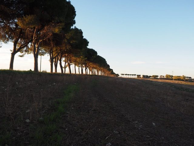 Foto di Franco Leggeri- Campagna Romana Viale dei pini Torre della BOTTACCIA-