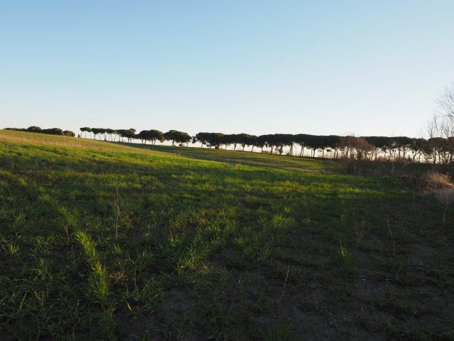 Foto di Franco Leggeri- Campagna Romana Viale dei pini Torre della BOTTACCIA-