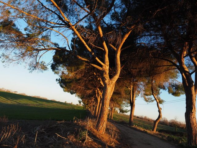 Foto di Franco Leggeri- Campagna Romana Viale dei pini Torre della BOTTACCIA-
