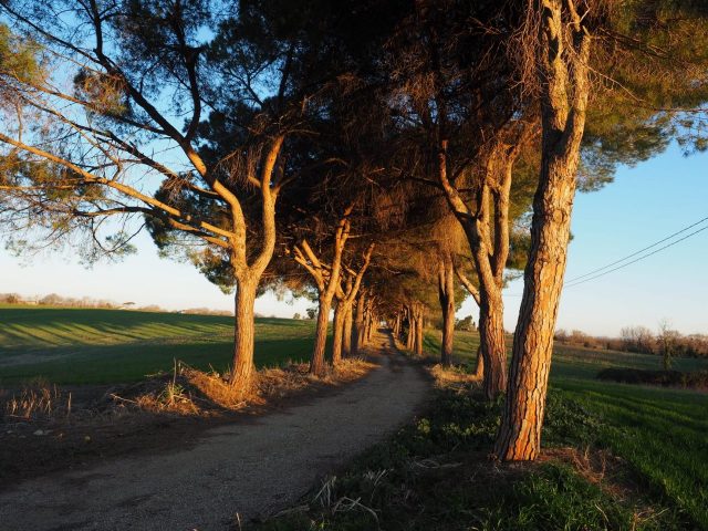 Foto di Franco Leggeri- Campagna Romana Viale dei pini Torre della BOTTACCIA-