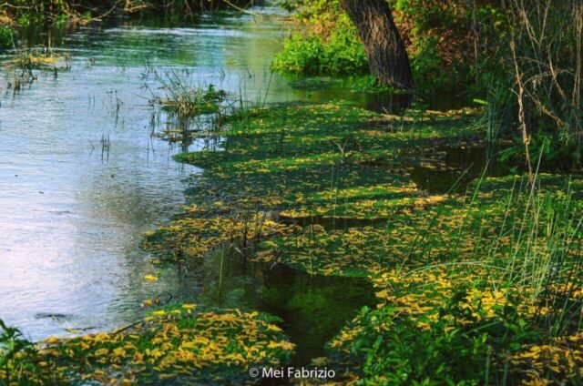 Fiume FARFA