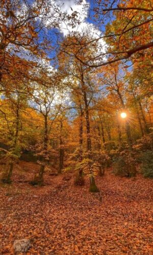 Paolo GENOVESI “Castagneto d’autunno”