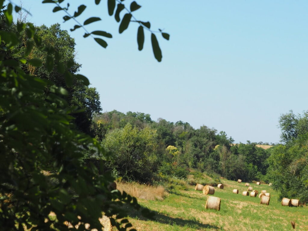 Franco Leggeri Fotoreportage  Campagna Romana luglio 2023