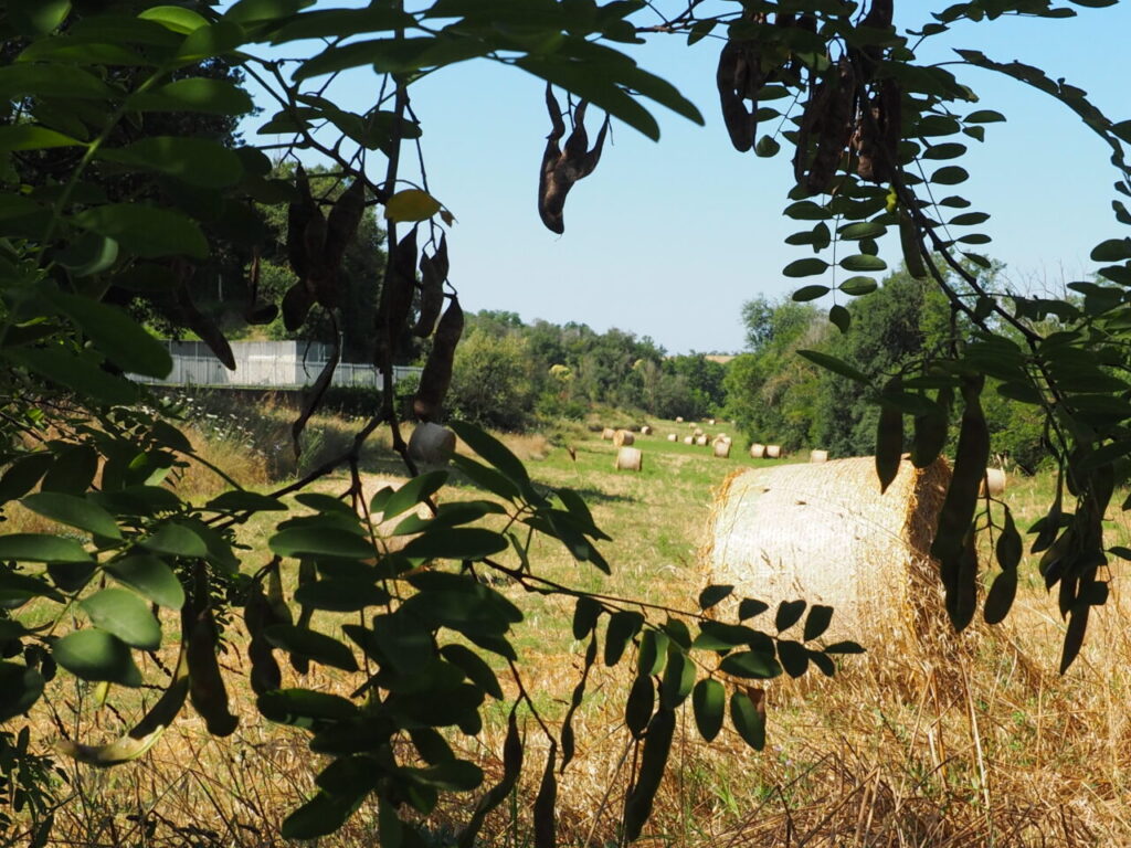Franco Leggeri Fotoreportage  Campagna Romana luglio 2023
