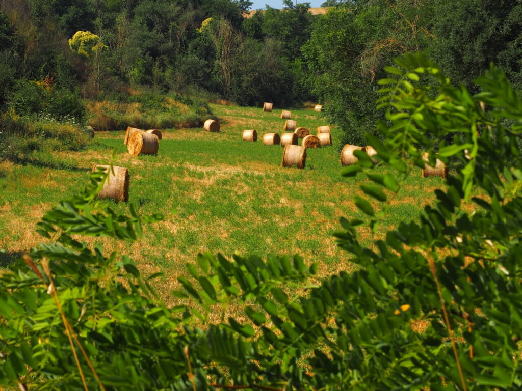 Franco Leggeri Fotoreportage  Campagna Romana luglio 2023