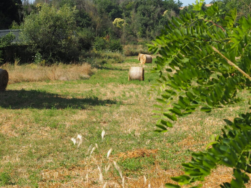 Franco Leggeri Fotoreportage  Campagna Romana luglio 2023