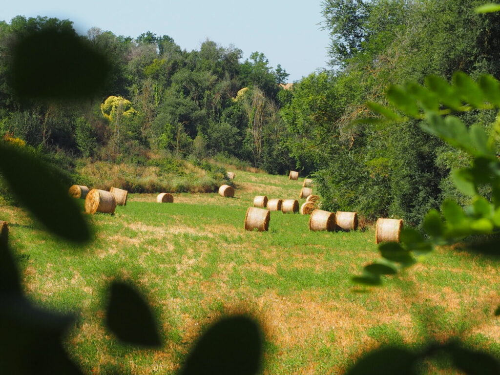 Franco Leggeri Fotoreportage  Campagna Romana luglio 2023