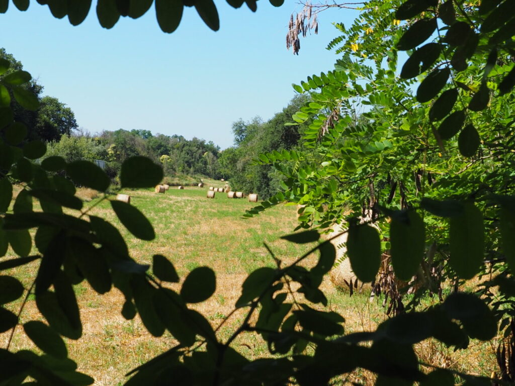 Franco Leggeri Fotoreportage  Campagna Romana luglio 2023