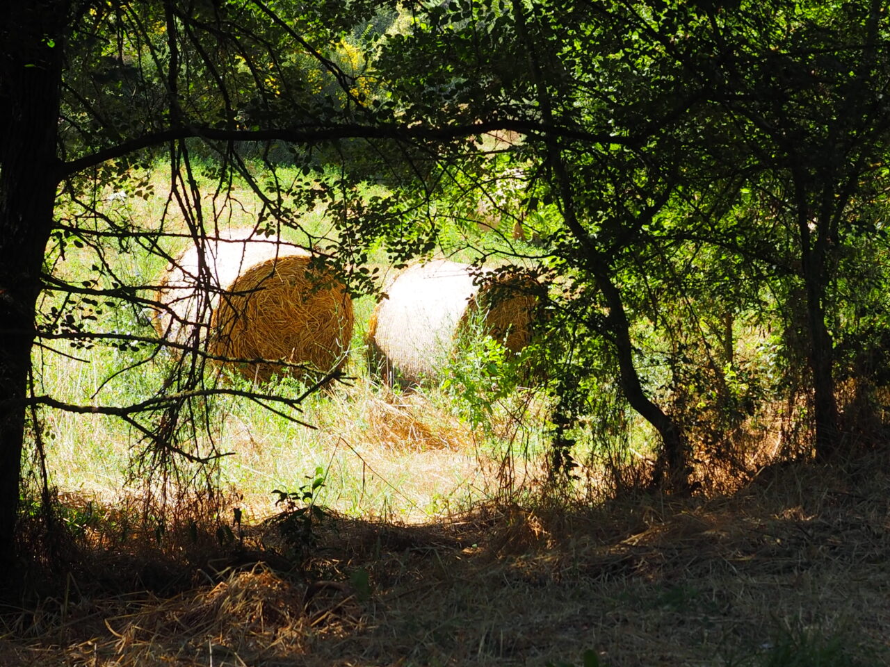 Franco Leggeri Fotoreportage  Campagna Romana luglio 2023