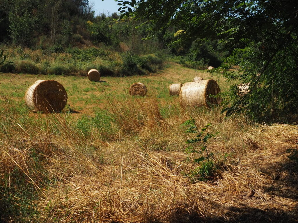 Franco Leggeri Fotoreportage  Campagna Romana luglio 2023