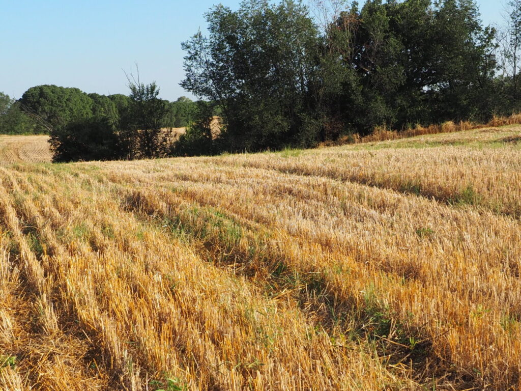 Franco Leggeri Fotoreportage  Campagna Romana luglio 2023