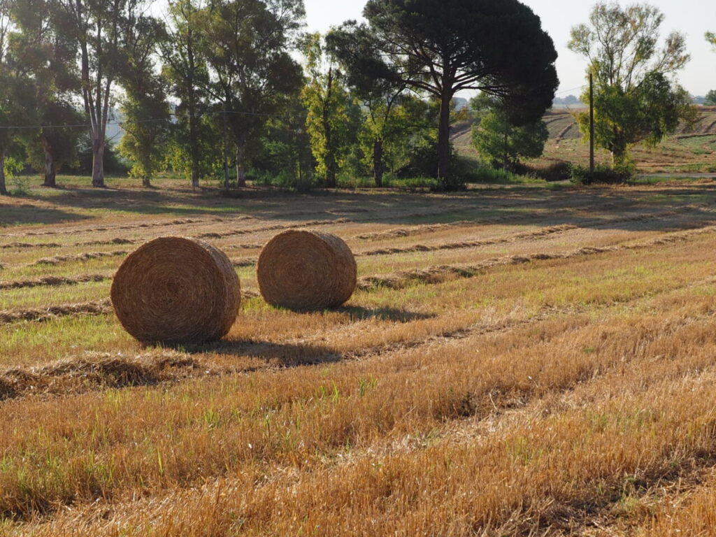 Franco Leggeri Fotoreportage  Campagna Romana luglio 2023