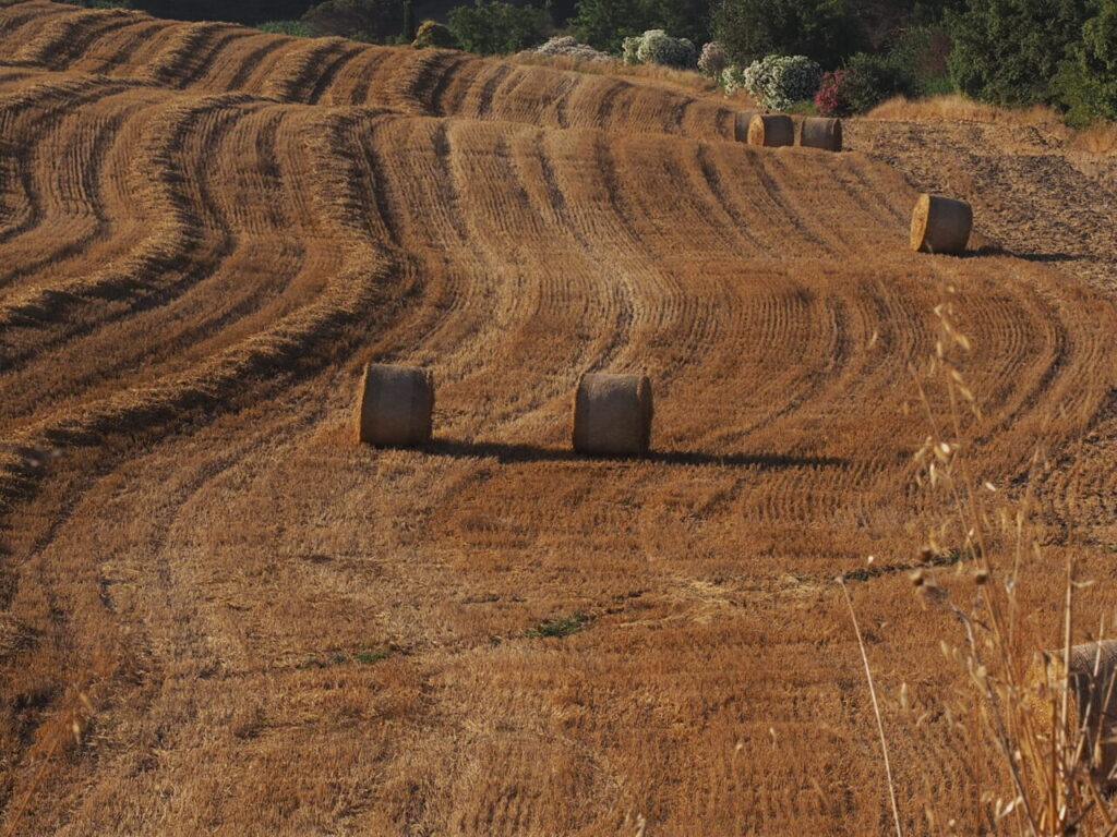 Franco Leggeri Fotoreportage  Campagna Romana luglio 2023