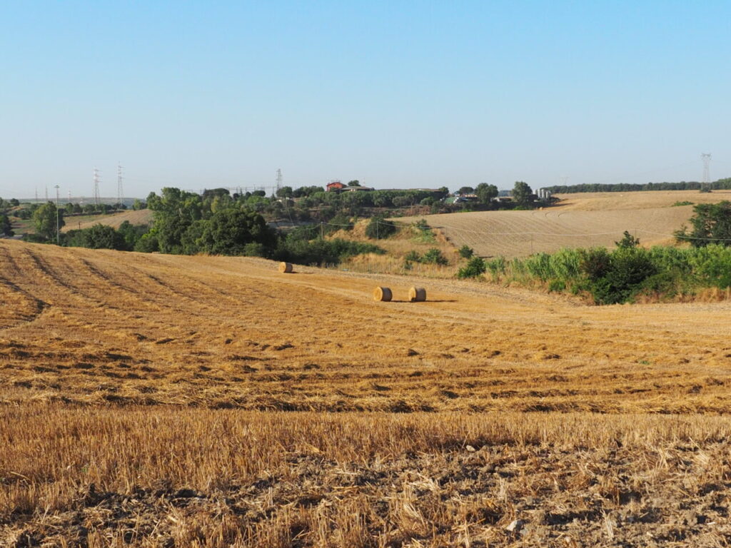 Franco Leggeri Fotoreportage  Campagna Romana luglio 2023