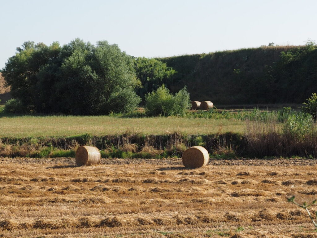 Franco Leggeri Fotoreportage  Campagna Romana luglio 2023