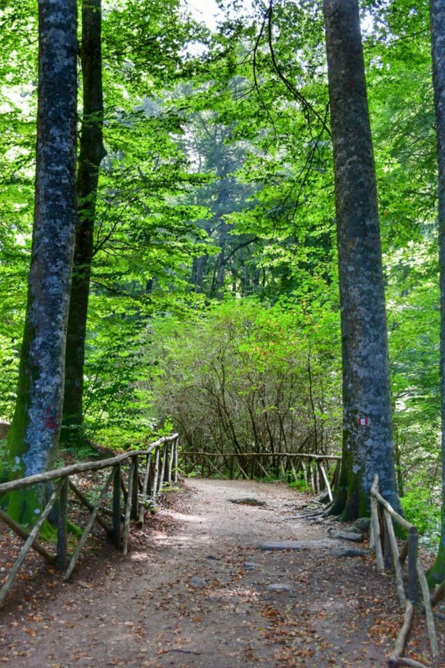 Paolo Genovesi Fotoreportage Faggeta Monte Cimino