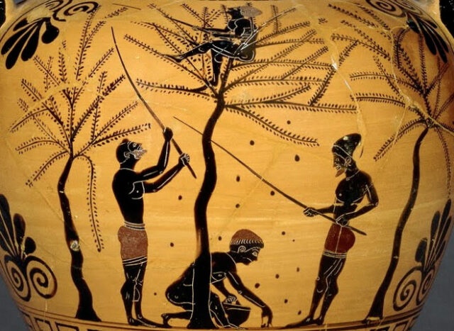 L'OLIO D'OLIVA