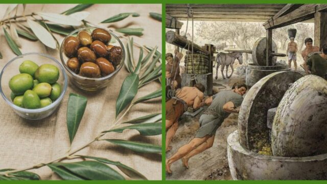 L'OLIO D'OLIVA